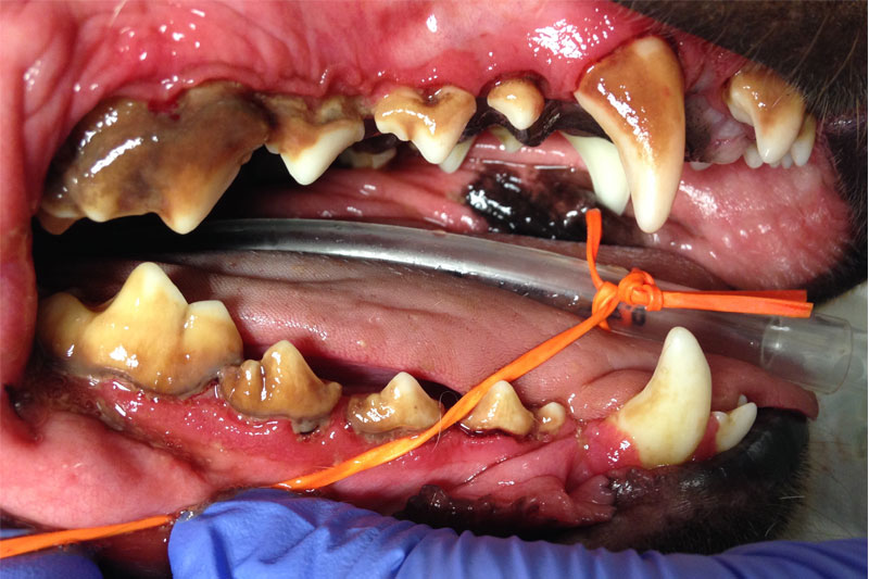 Tandsten, tandkødsbetændelse og parodontose Sund mund til din hund og